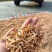 纯野生麦冬，香味浓郁足干无硫，手工挑选黑头杂质，一手货源