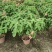 2306苗圃清场处理粉叶金花重瓣粉纸扇0.5-2米