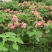 2306苗圃清场处理粉叶金花重瓣粉纸扇0.5-2米