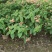 2306苗圃清场处理粉叶金花重瓣粉纸扇0.5-2米