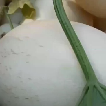 四季银红，脆梨