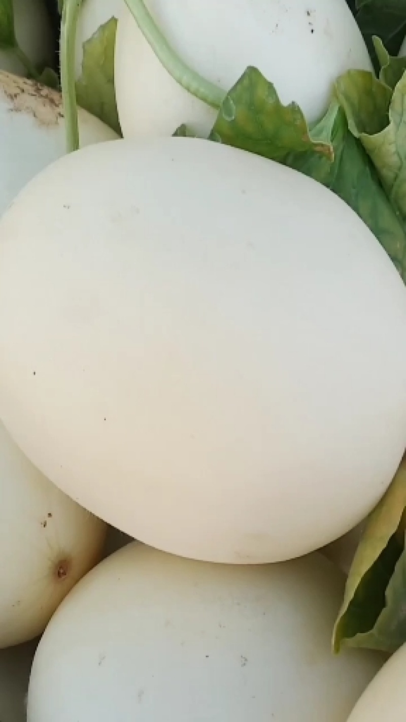 四季银红，脆梨