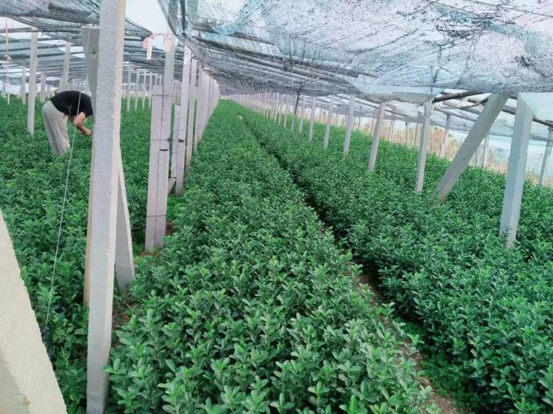 冬青大叶冬青冬青杯苗苗圃直发货源充足提供技术指导