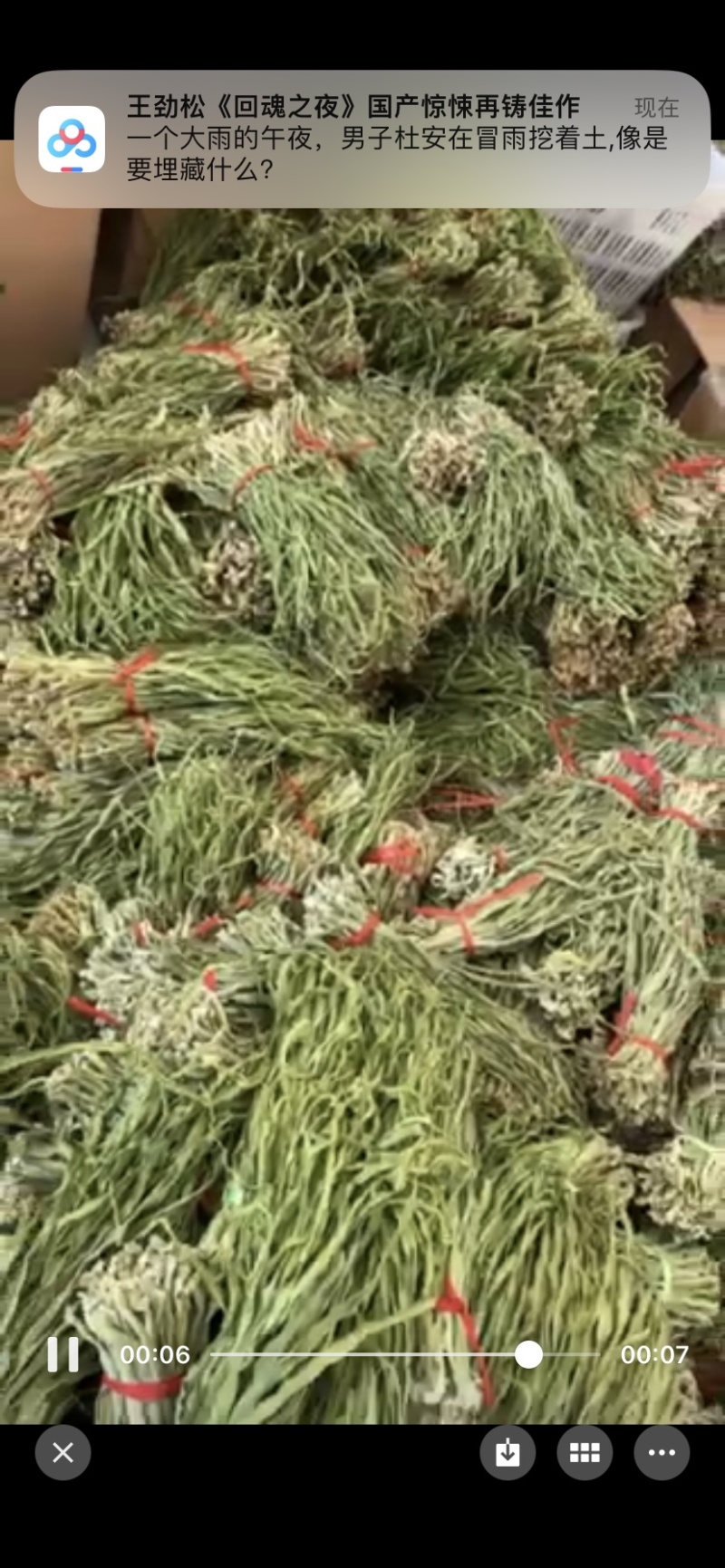云南好三级菜特价处理
