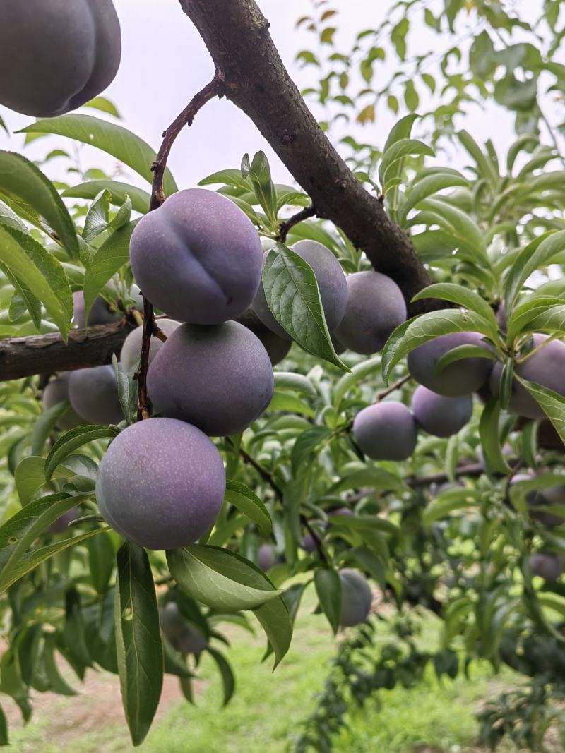 四川半边红李子，脆甜脱骨，大量现货，基地直发，欢迎来电