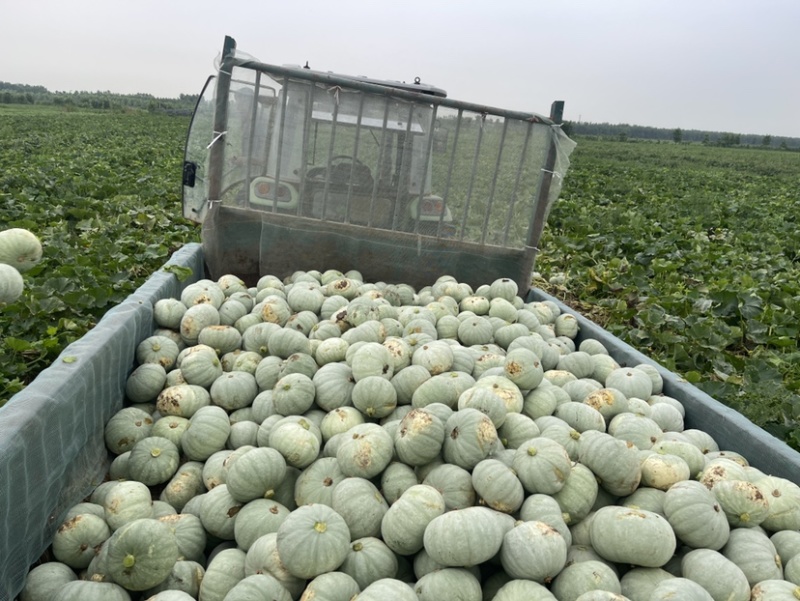 湖北银板栗大量上市中！大基地货源充足，品质好