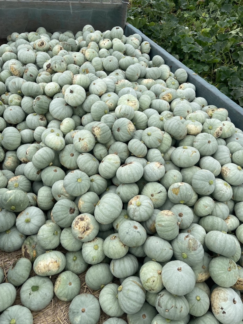 湖北银板栗大量上市中！大基地货源充足，品质好