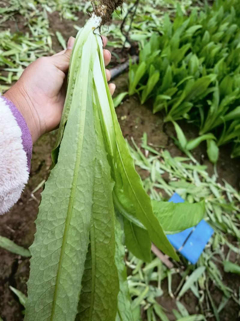 山东曹县精品油麦菜，供应商超，平台，市场，欢迎下单