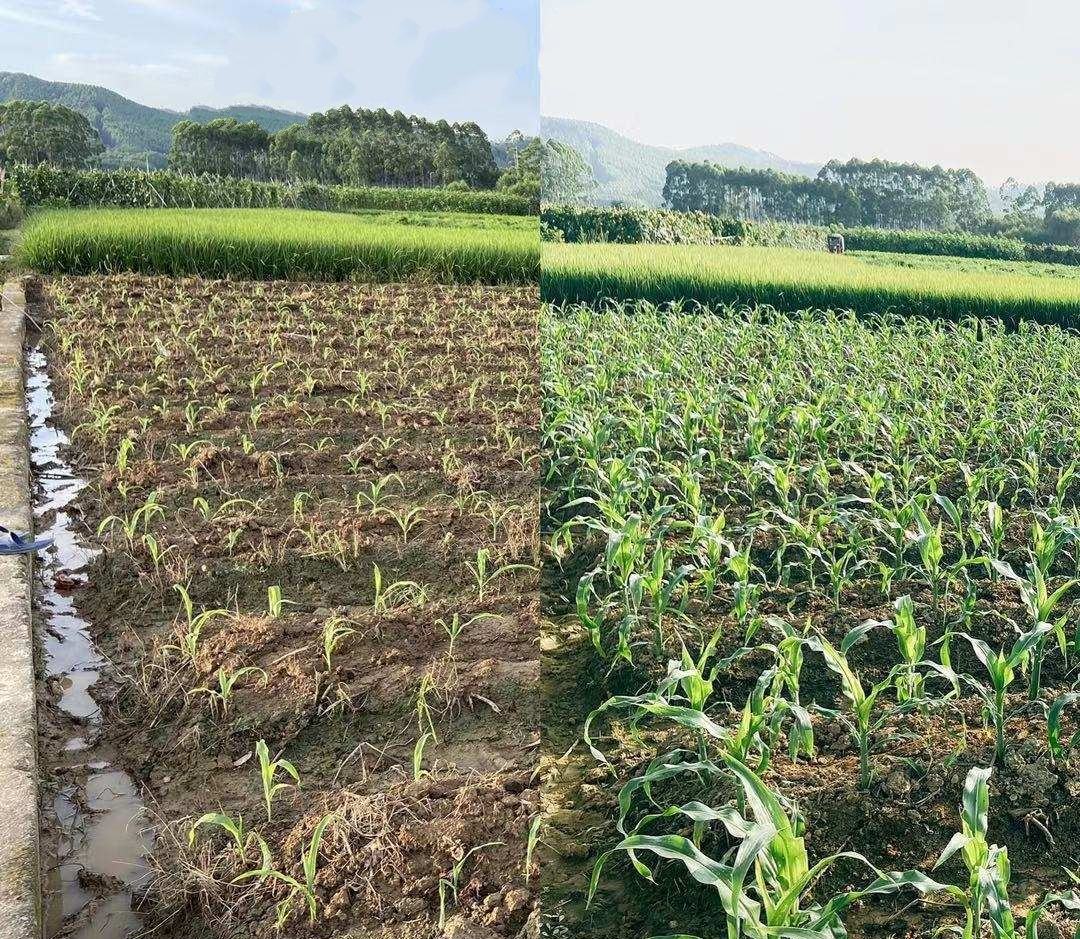 不同地区玉米田钾肥施用方式示意图