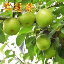 [热卖]广西桂林清甜可口翠冠梨大量供应