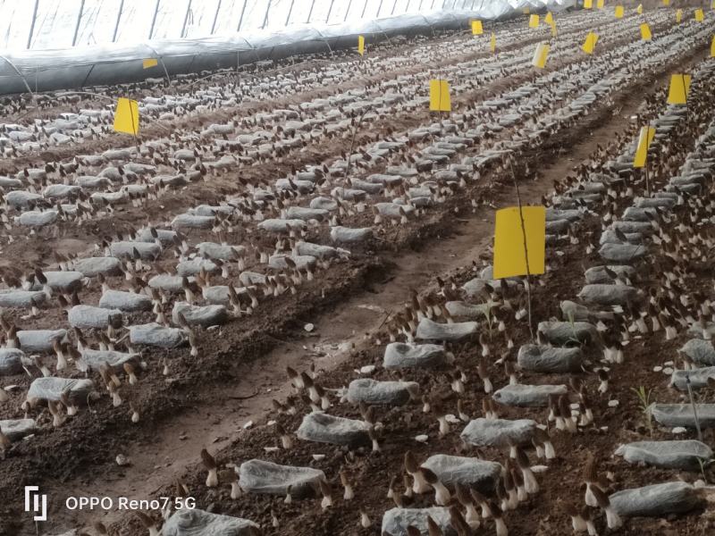 2024自家种植羊肚菌，价格低，喜欢的来