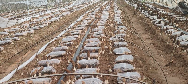 2024自家种植羊肚菌，价格低，喜欢的来