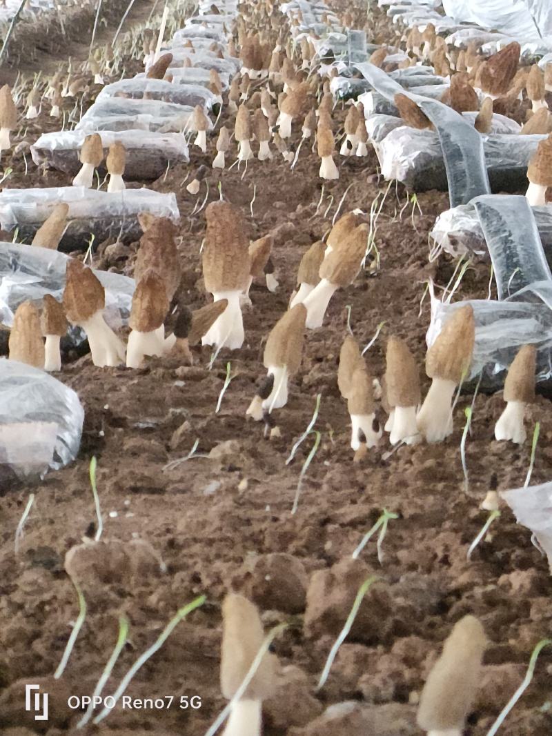 2024自家种植羊肚菌，价格低，喜欢的来