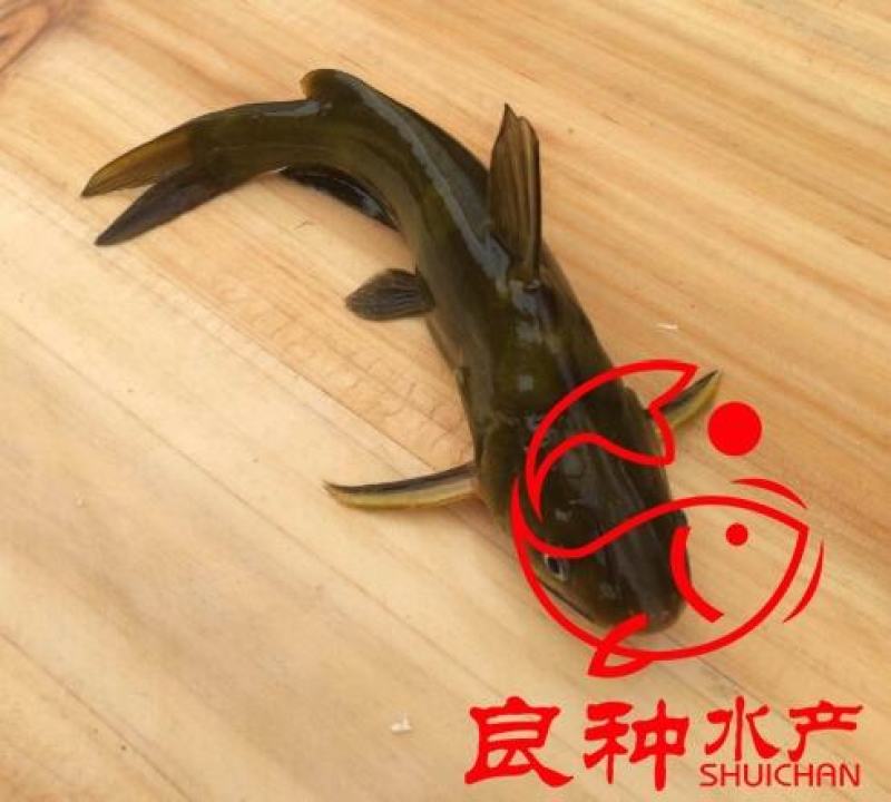 人工养殖黄颡鱼苗黄辣丁鱼苗黄鸭叫鱼淡水鱼苗提供养殖技术