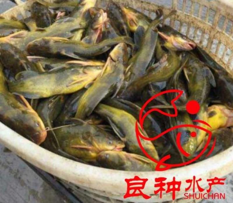 人工养殖黄颡鱼苗黄辣丁鱼苗黄鸭叫鱼淡水鱼苗提供养殖技术