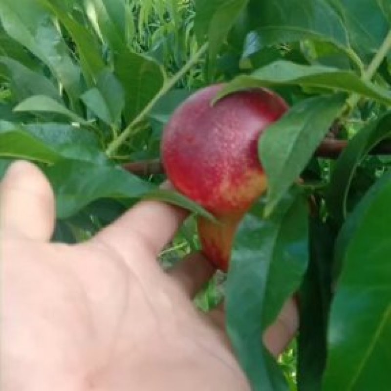 曙光甜油桃