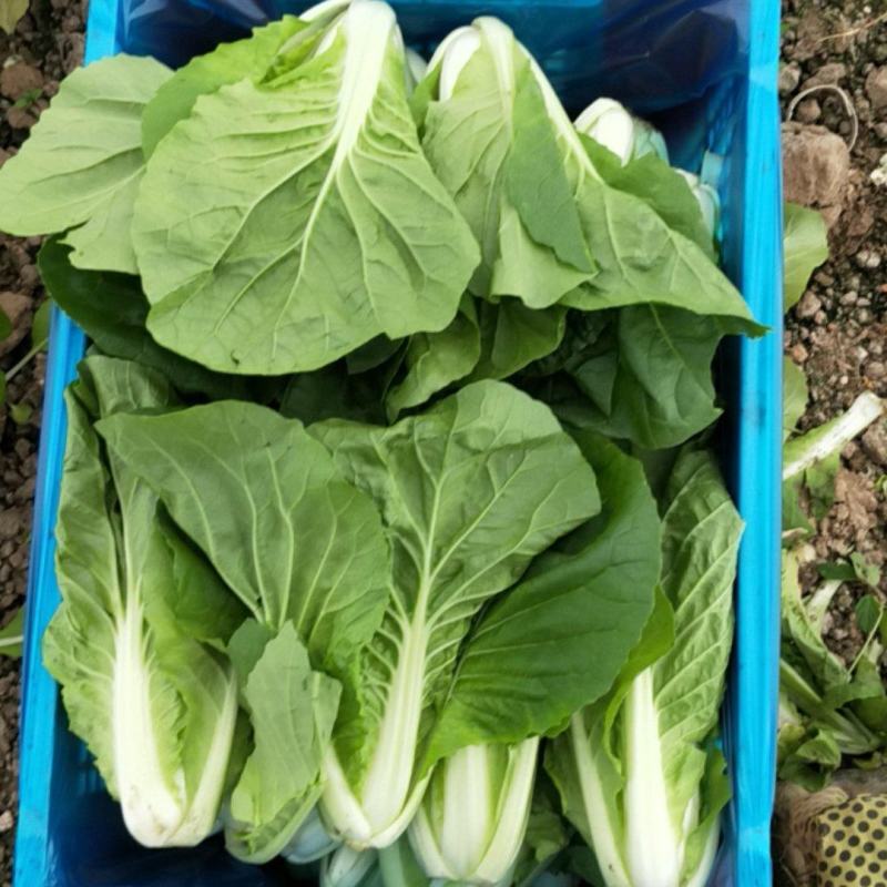 杭白菜_产地直销