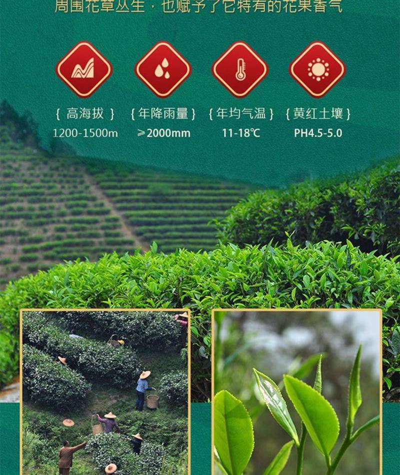 武夷山正宗养胃红茶特级浓香型大红袍2023年新乌龙岩茶