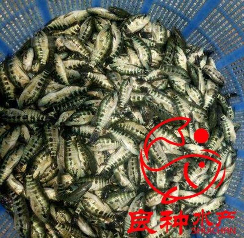 淡水石斑鱼苗珍珠老虎石斑鱼苗花斑鱼苗出售养殖技术指导