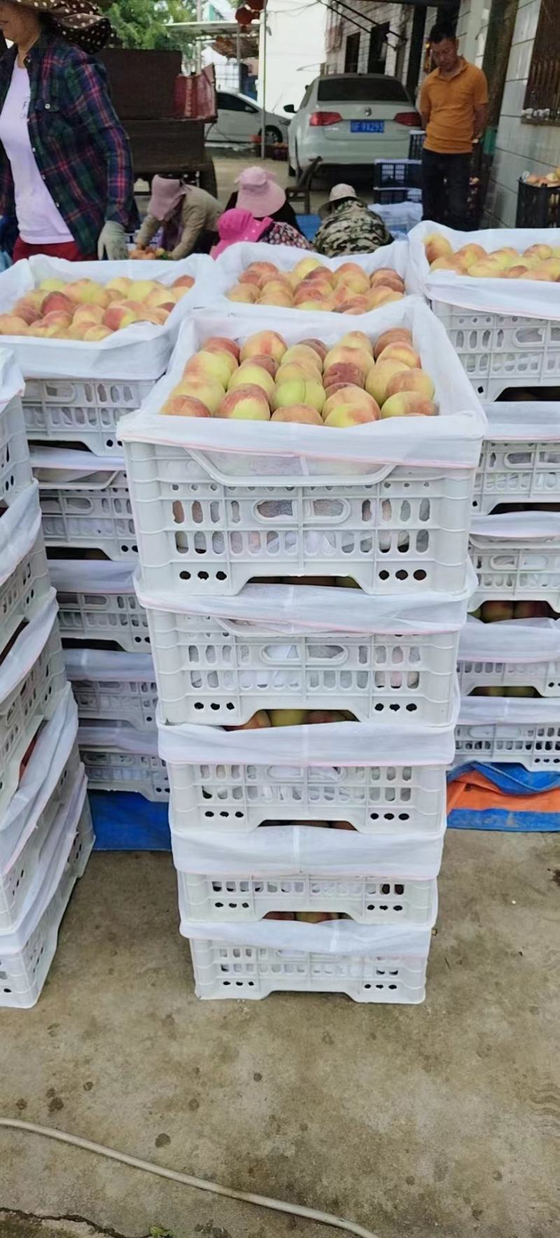 优质油桃大量供应全国发货量大从优欢迎来电