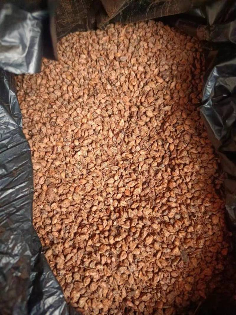 葡萄籽，精品，大量供应，支持视频看货