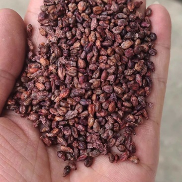 葡萄籽，精品，大量供应，支持视频看货