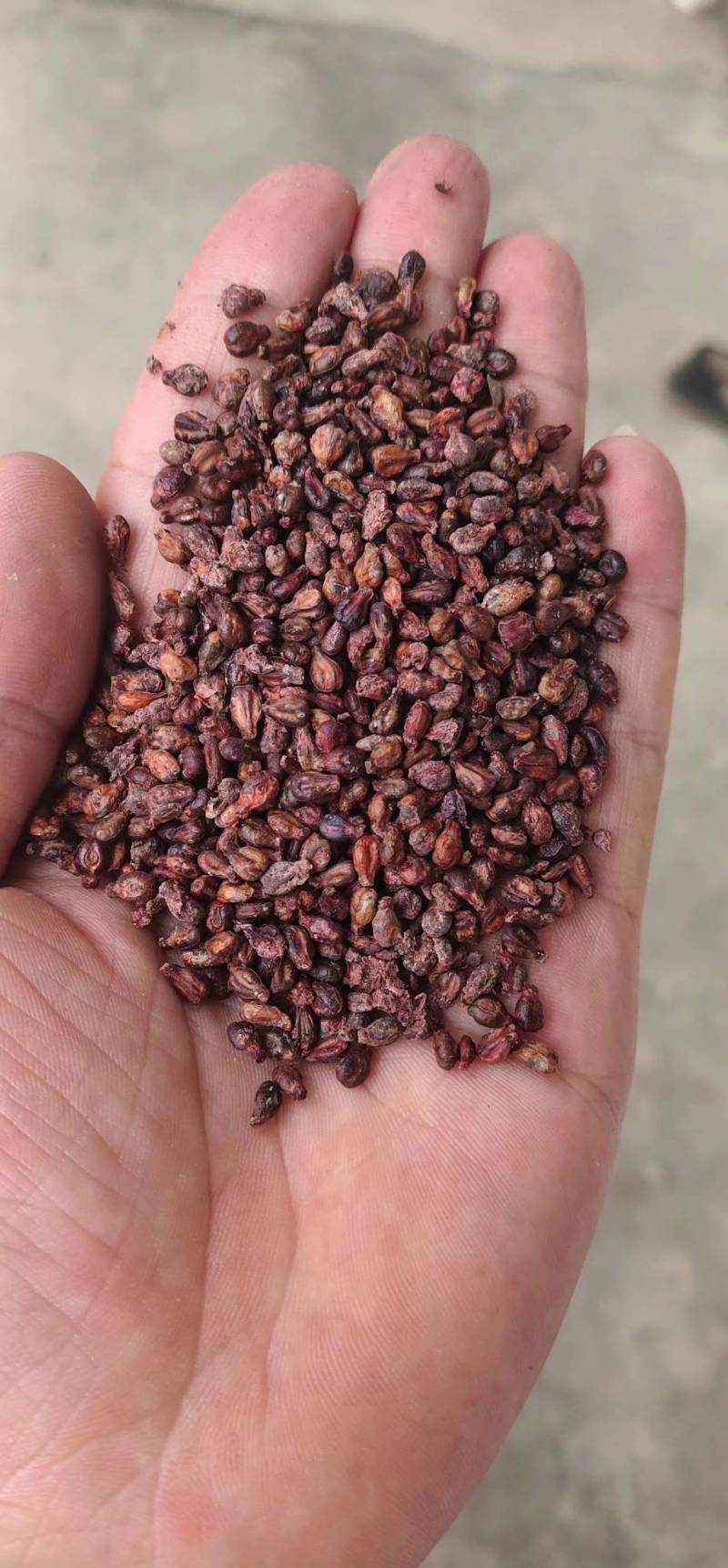 葡萄籽，精品，大量供应，支持视频看货