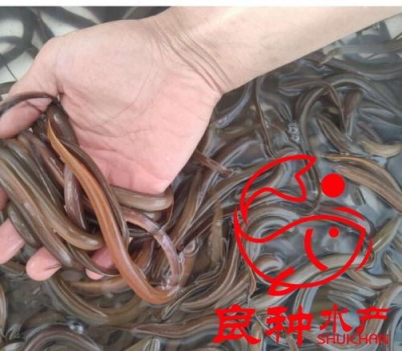 优质黄鳝苗大量供应，售后服务全程技术跟踪指导。