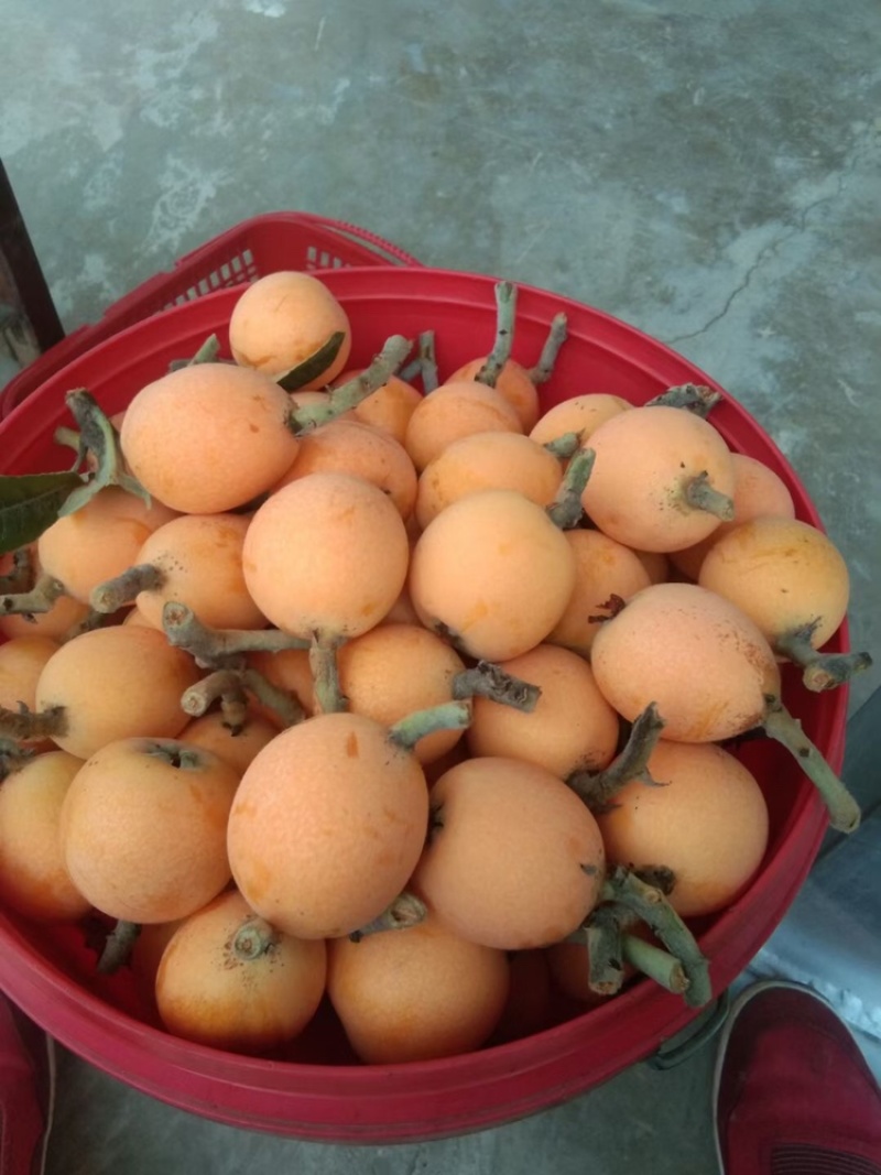 枇杷采购批发