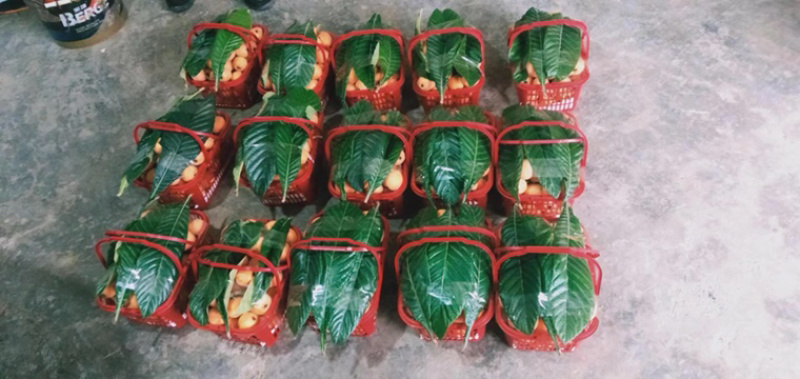 枇杷采购批发