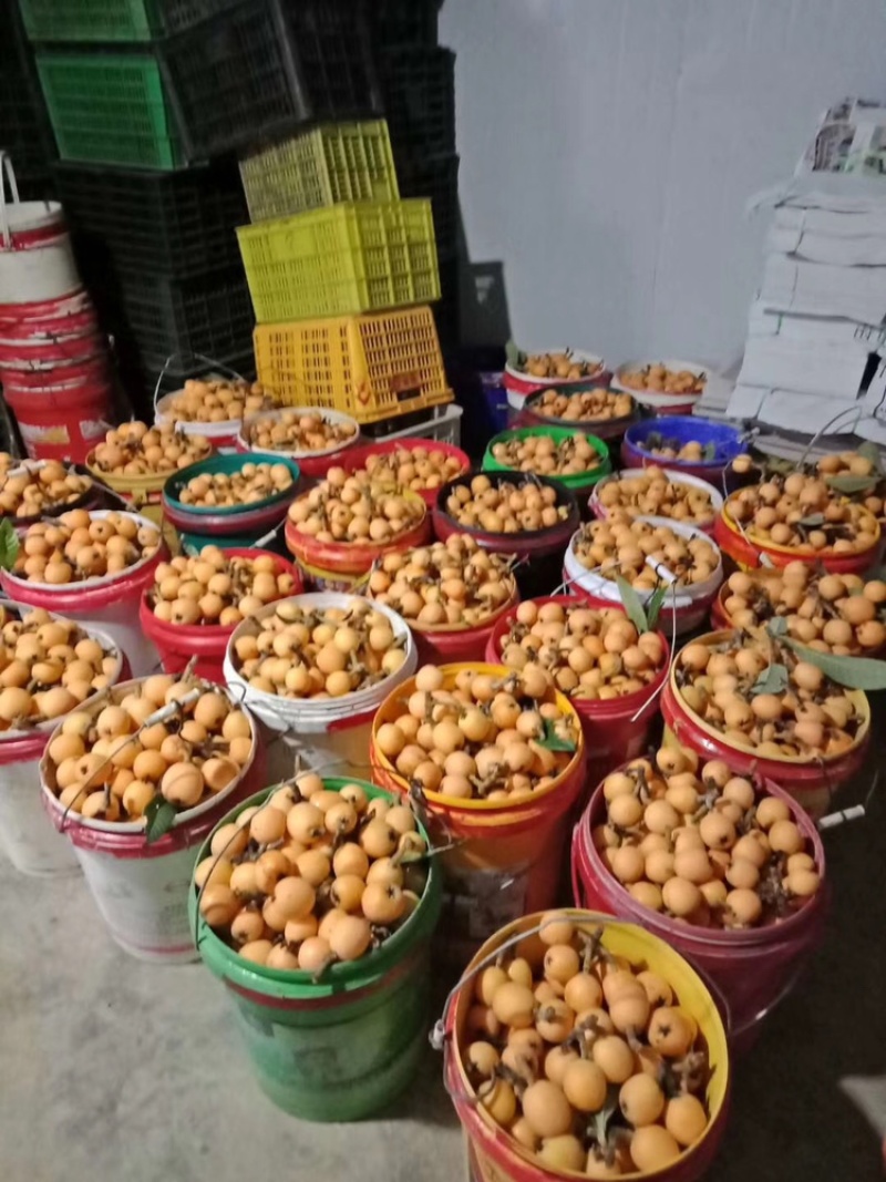 枇杷采购批发