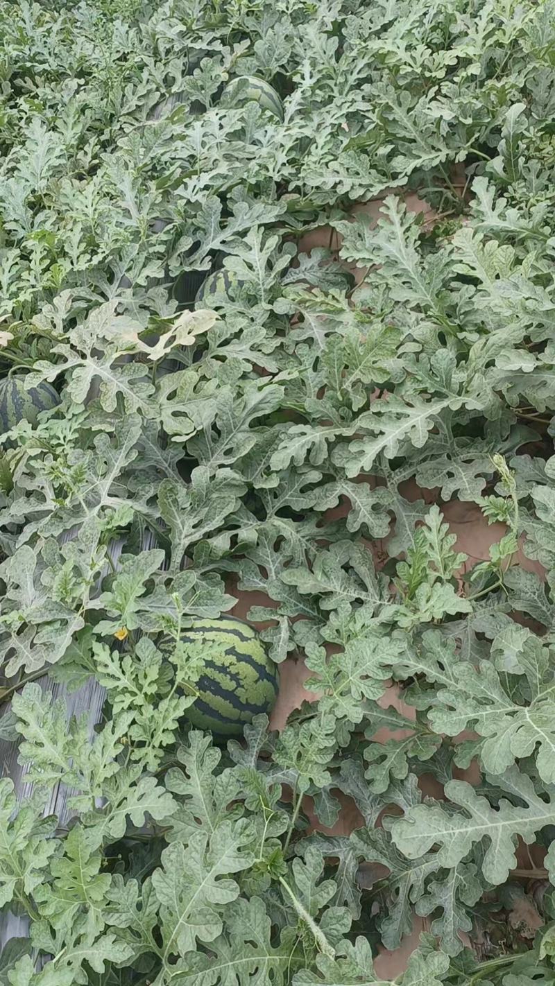 开封美都西瓜产地一手代办量大从优，包熟包甜，欢迎电联