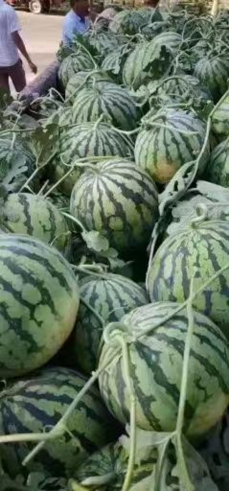 开封美都西瓜产地一手代办量大从优，包熟包甜，欢迎电联