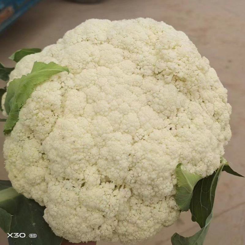 菜花，甘肃定西安定区松花菜，白面青梗松花菜品质好价格实惠