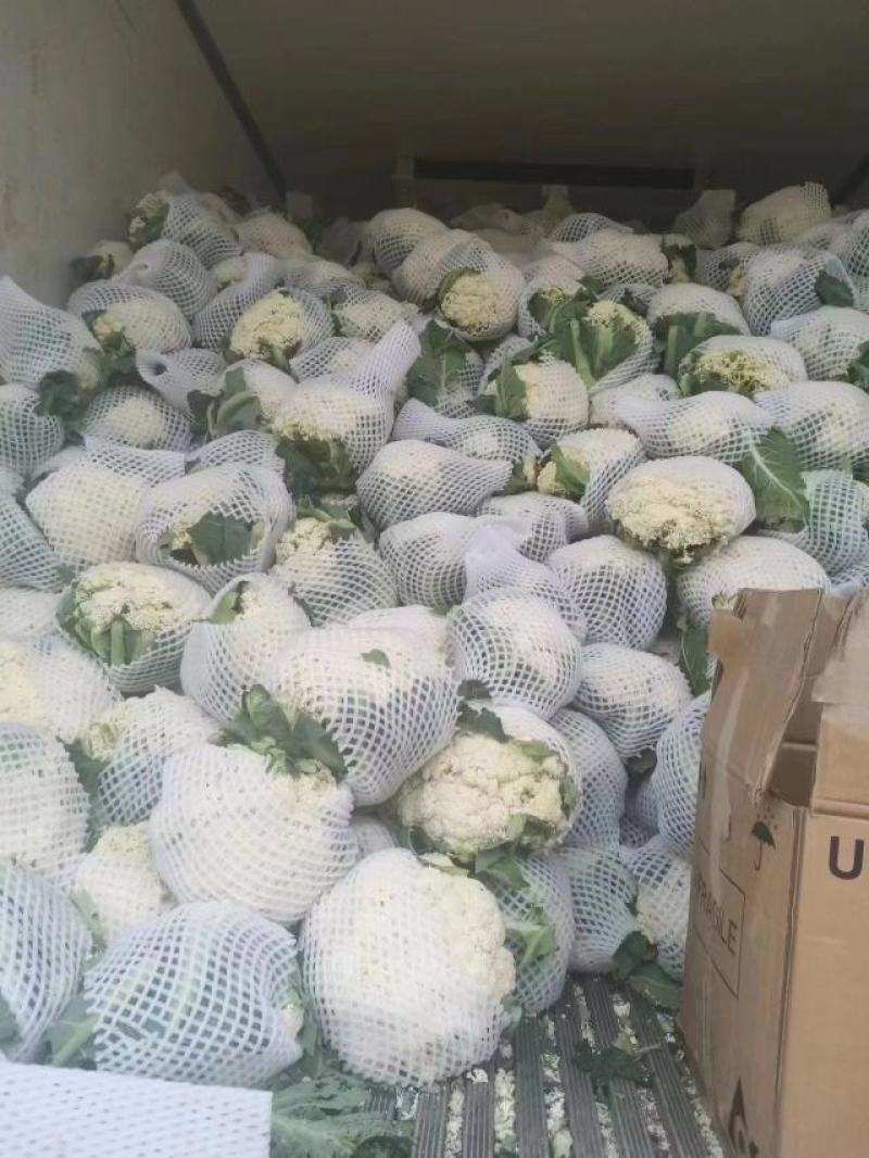 菜花，甘肃定西安定区松花菜，白面青梗松花菜品质好价格实惠