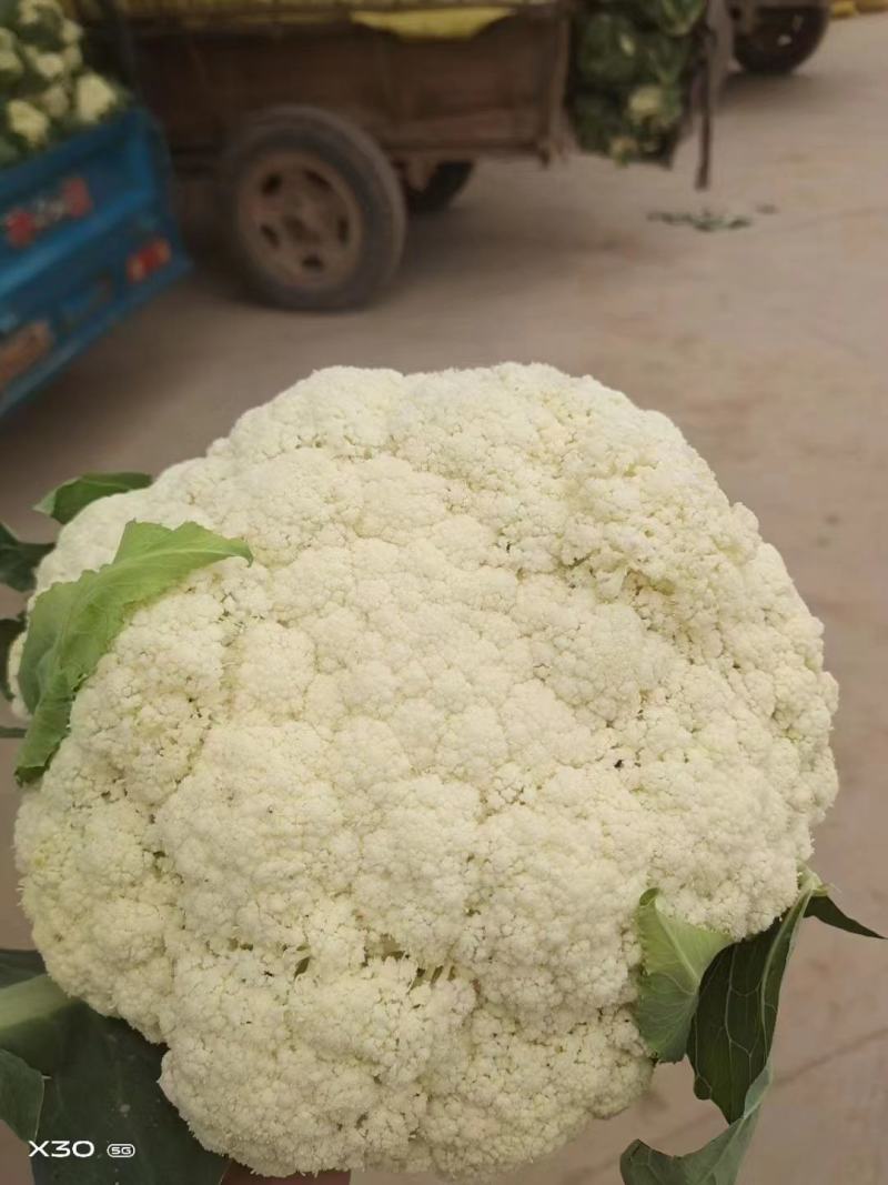 菜花，甘肃定西安定区松花菜，白面青梗松花菜品质好价格实惠
