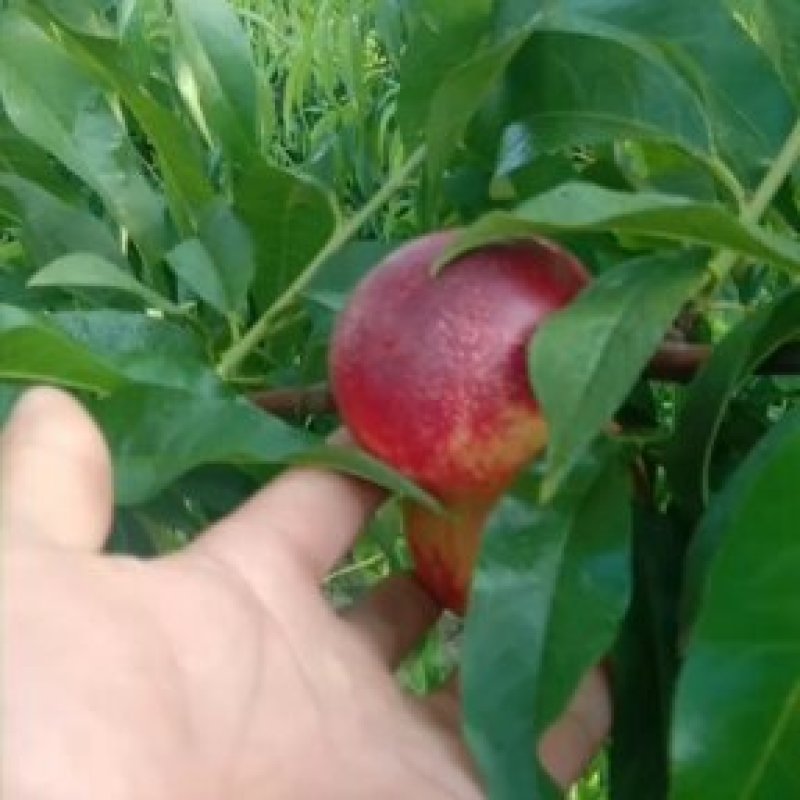 脆甜可口曙光油桃