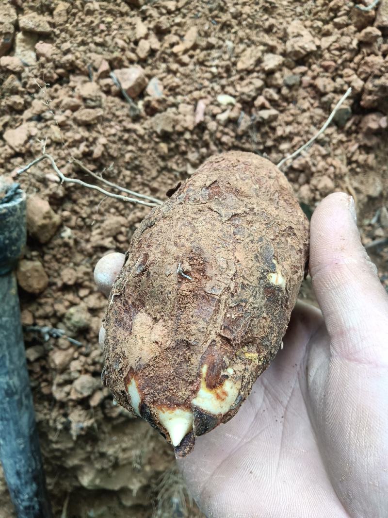 新鲜土茯苓野生白肉粉质切开氧化变色