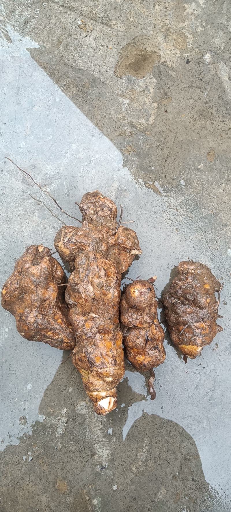 新鲜土茯苓野生白肉粉质切开氧化变色