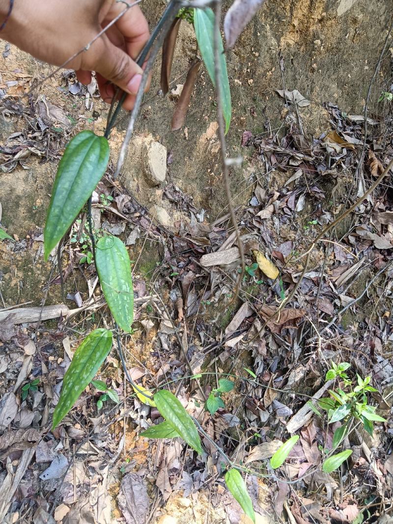 新鲜土茯苓野生白肉粉质切开氧化变色