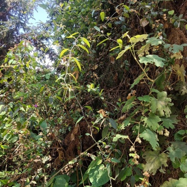 新鲜土茯苓野生白肉粉质切开氧化变色