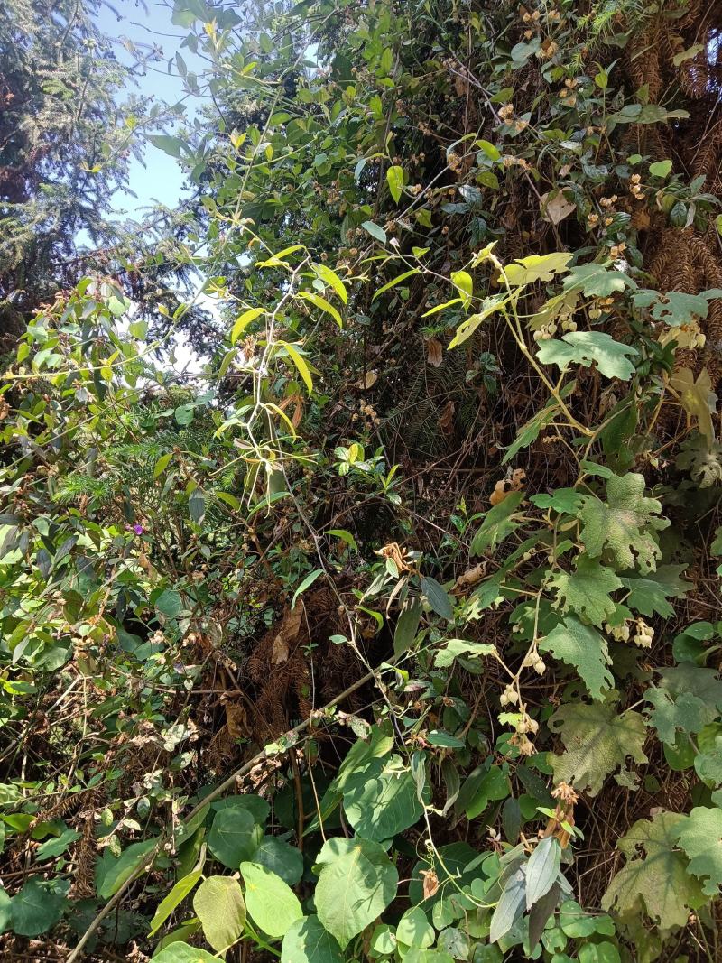 新鲜土茯苓野生白肉粉质切开氧化变色