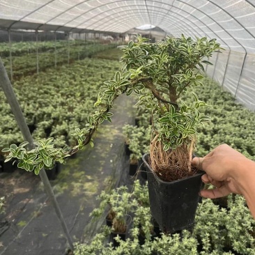六月雪正宗金边种植基地全国发货批量销售
