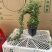 六月雪正宗金边种植基地全国发货批量销售