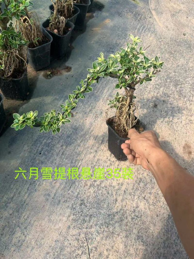 六月雪正宗金边种植基地全国发货批量销售