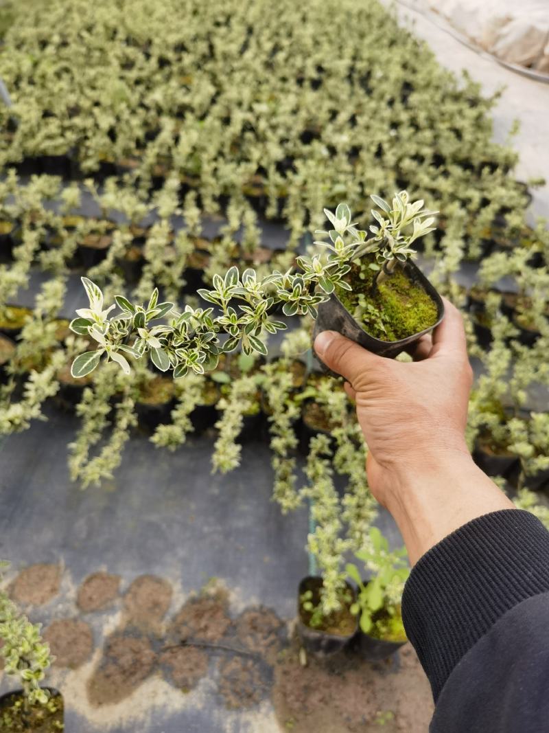 六月雪正宗金边种植基地全国发货批量销售