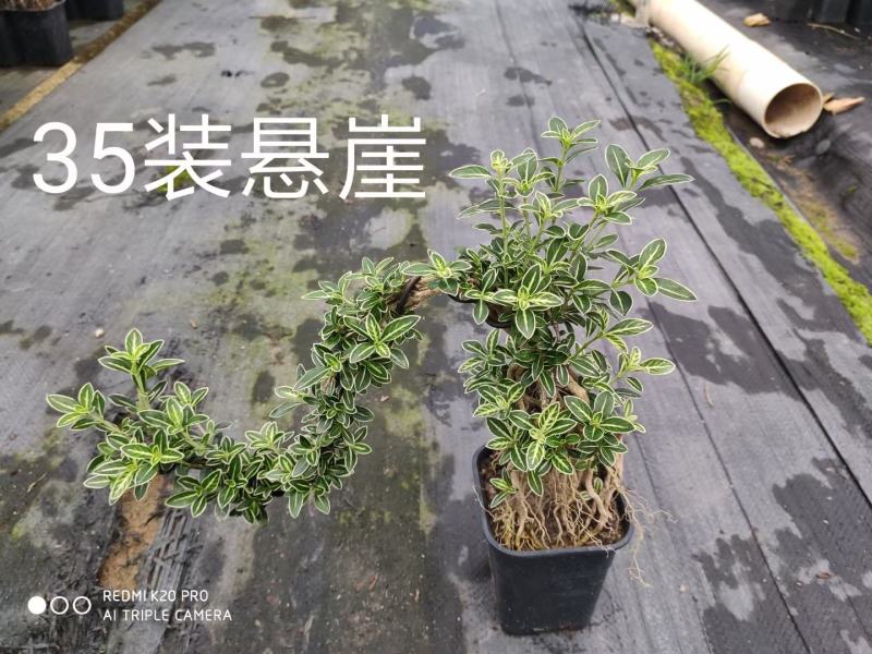 六月雪正宗金边种植基地全国发货批量销售