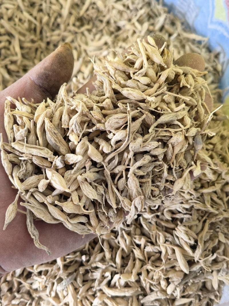 野生麦冬，贵州遵义一手货源，量大从优，欢迎来电