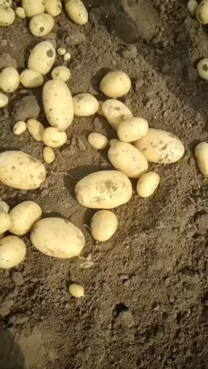 黄心土豆，产区现货，大量发货，电话联系，保质保量
