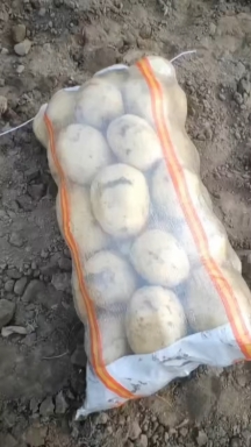 黄心土豆，产区现货，大量发货，电话联系，保质保量